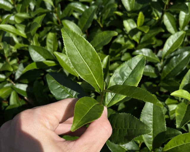 A Gokou cultivar leaf from a field in Kamo city.
