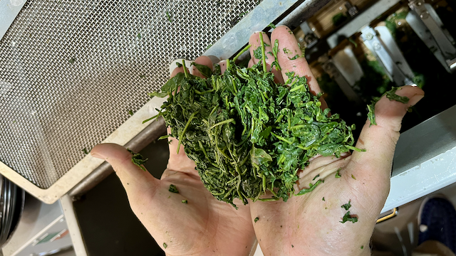 How Gyokuro leafs look after steaming, before going to the rolling machines