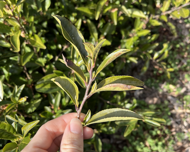 Saeakari cultivar branch