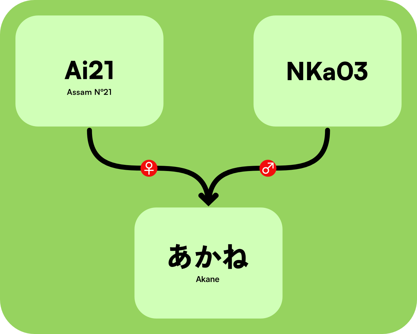 Genealogy tree of the Akane cultivar