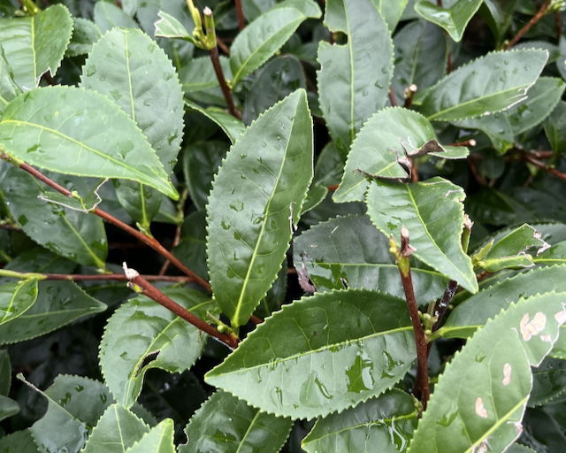 Akane cultivar summer leaves growing in Shizuoka