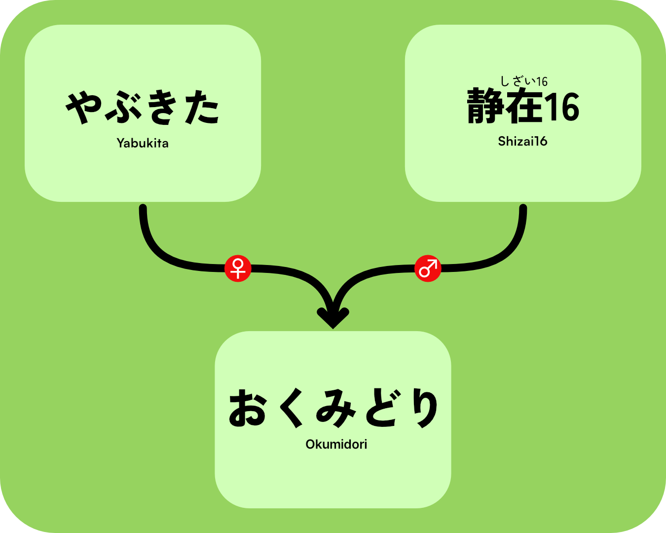 Genealogy tree the Okumidori cultivar