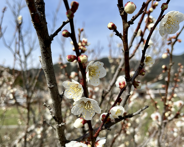 Plum blossoms along the Wazuka river