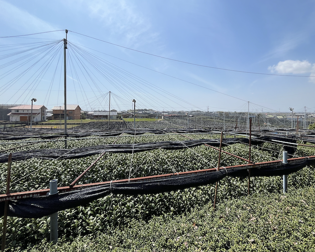 Tencha tea field in Nishio, Aichi prefecture