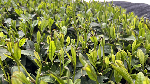 New shoots damaged by strong winds moving the shading cover