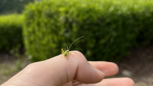A tiny grasshopper of sorts that landed in my hand while on the fields