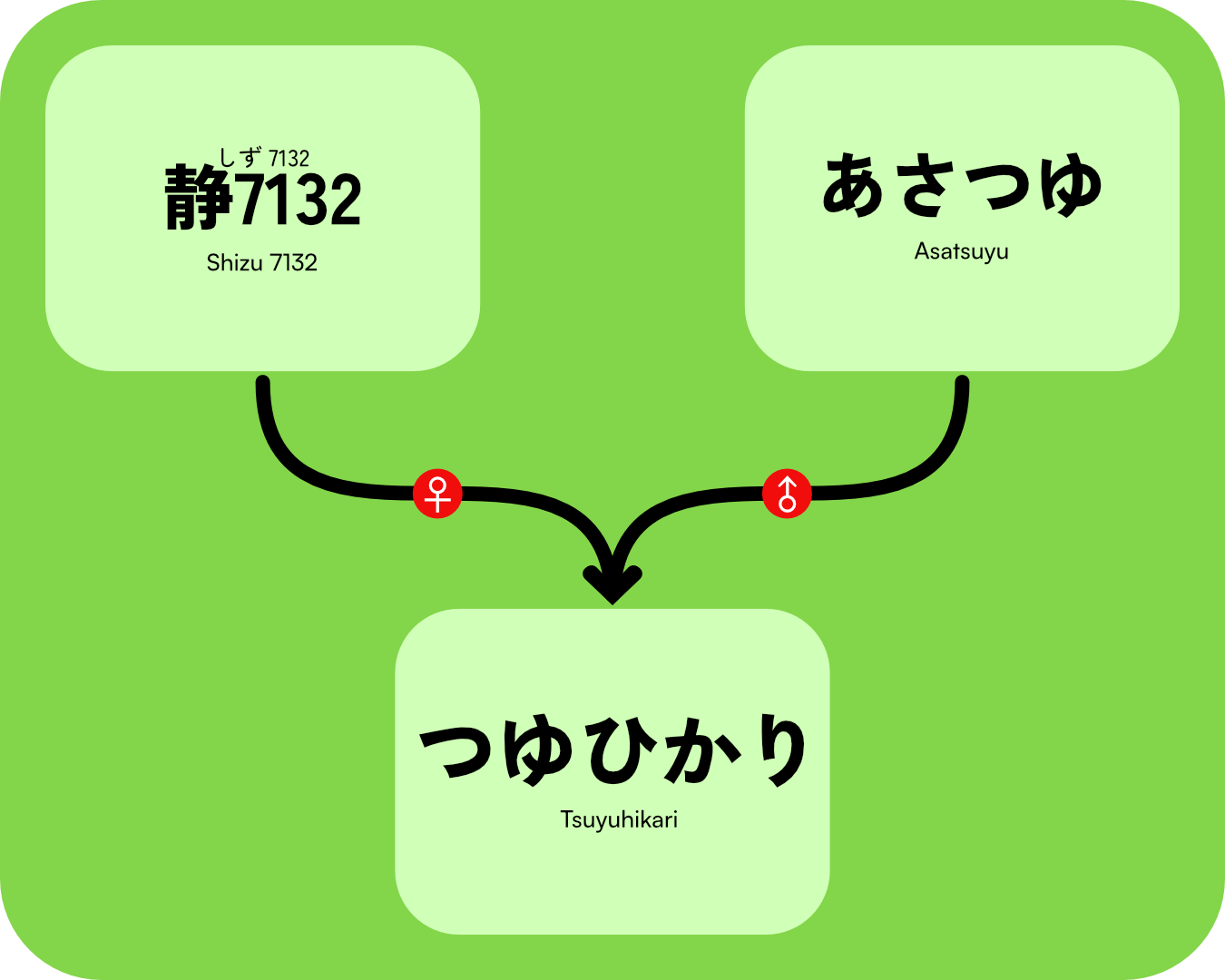 TsuyuhikariGenTree.png