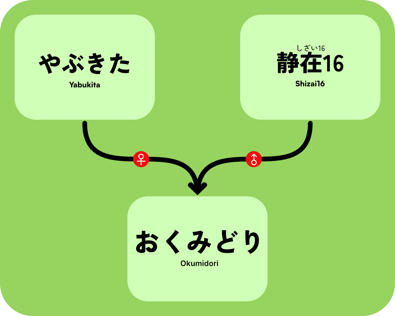 OkumidoriGenTree.png