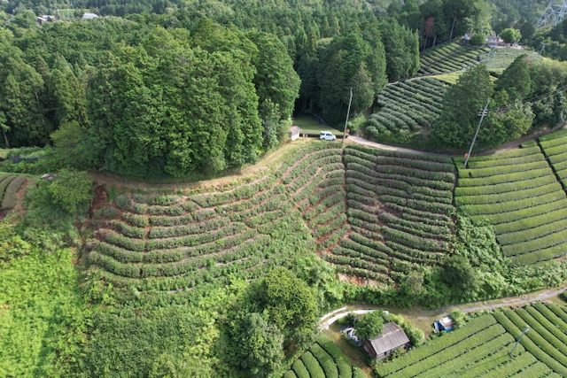 Drone shoot from a recovering tea field after being abandoned for around 1.5 years.