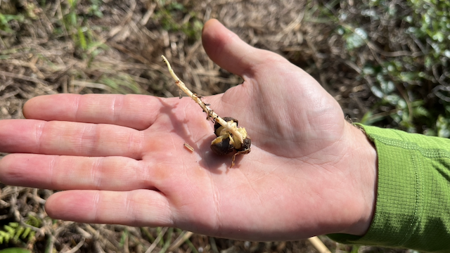 Tea seed sprouting. Found below the canopy of another tea bush.
