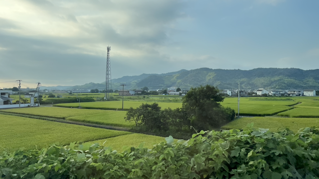 Rice fields dotting the Katsura river bank in Tokushima Prefecture.