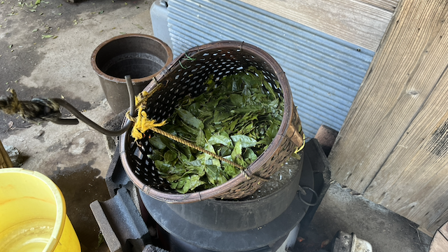 Summer leaves ready to be boiled and processed as Awabancha.