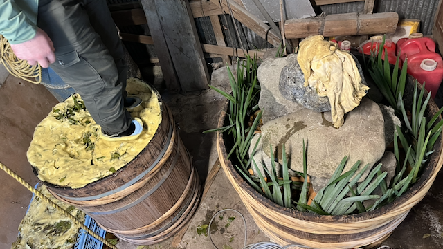 A fermenting barrel of Awabancha next to one getting compressed during processing.