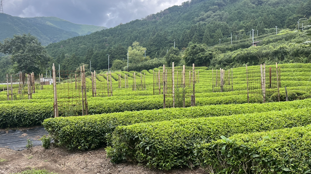 Tea fields in Kasuga village, Gifu prefecture