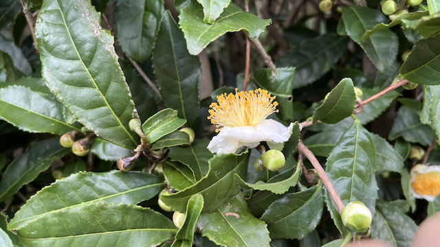 Tea flower blooming in November 2025