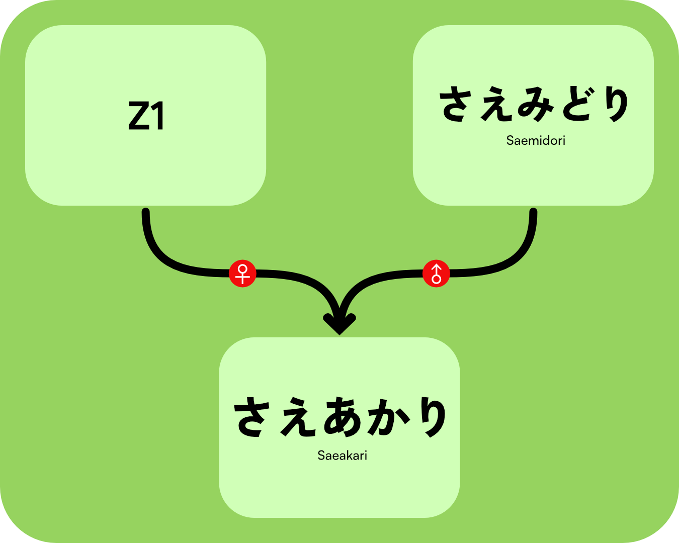 Tsuyuhikari Gen Tree AffDes.png
