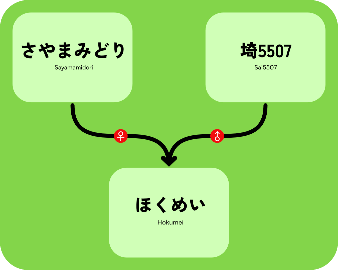 Hokumei ほくめい