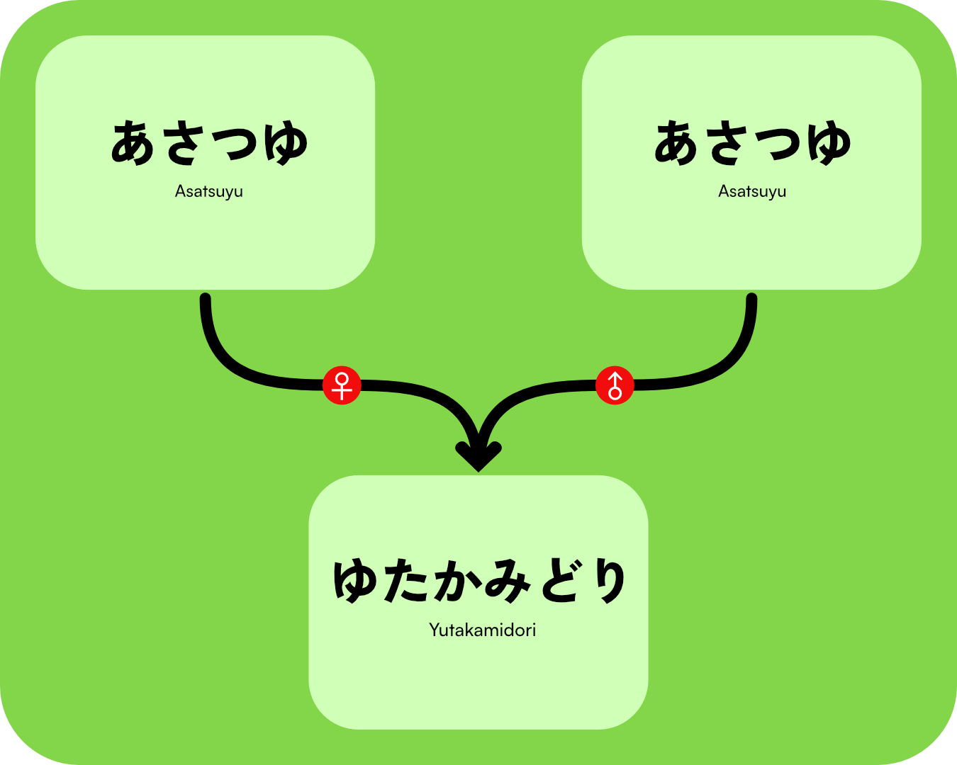 Yutakamidori Lineage.png